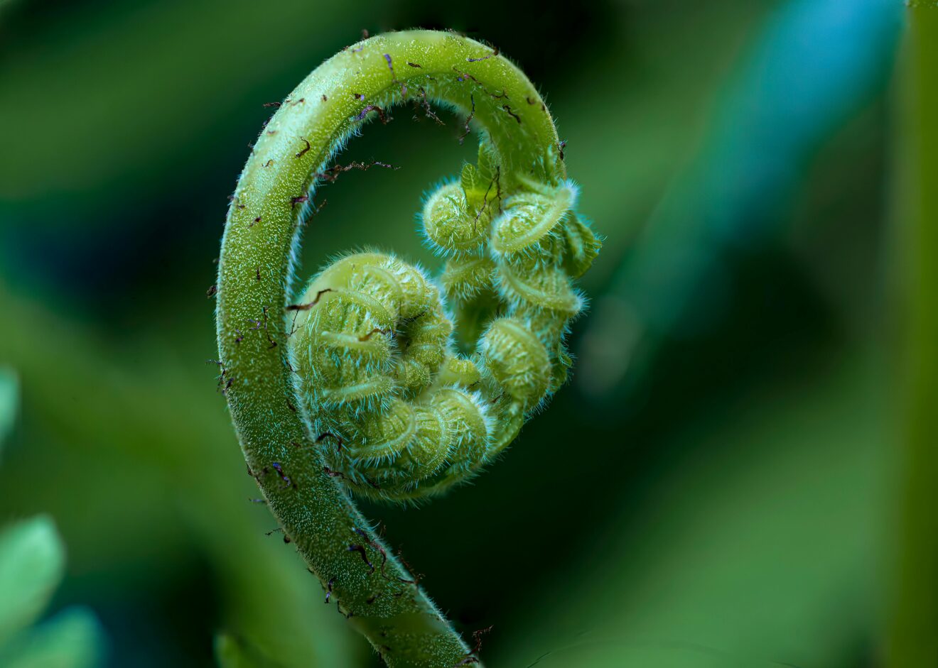 Fiddlehead pesto - Image 2