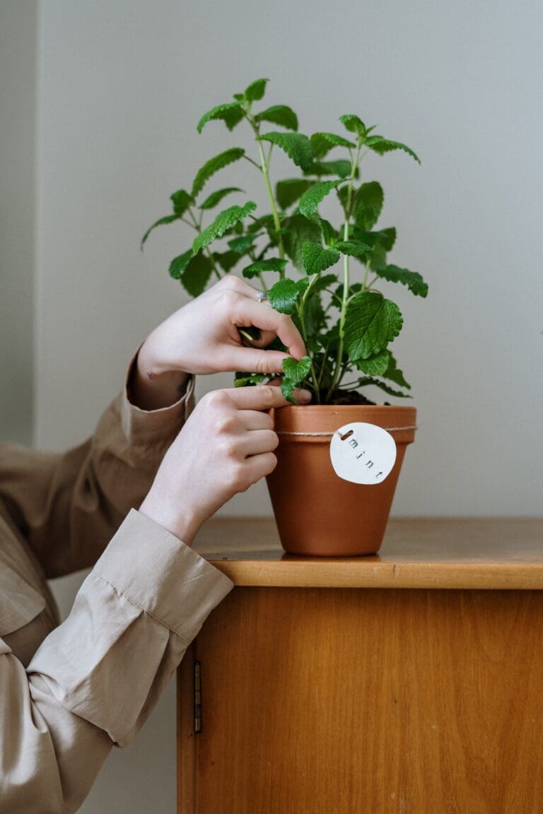 Growing Mint